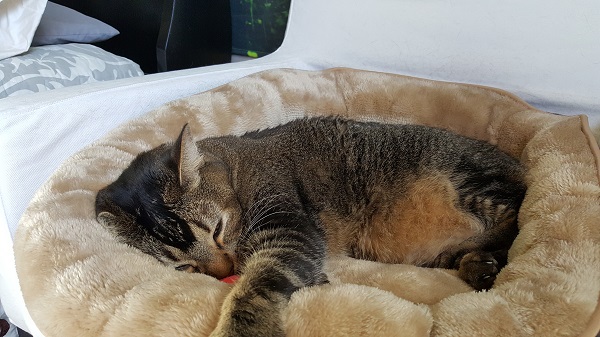 Nenette's favorite place to sleep: In her kitty bed. On her chair. Next to my side of the bed.