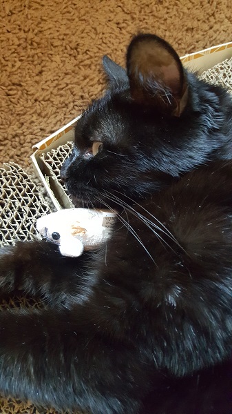 Cita snuggling with her favorite mousie.