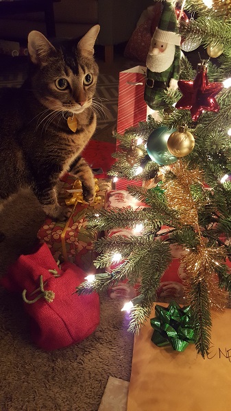 Nenette taking a break from chewing on ornaments and pawing at presents.