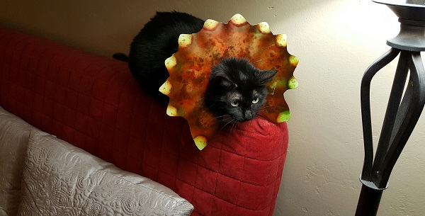 Cita with triceratops extension